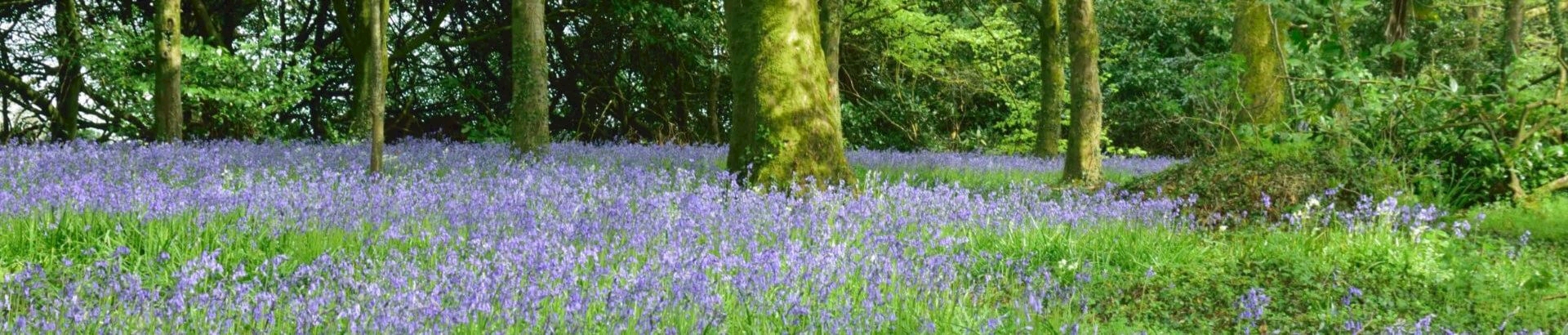 Virginia Blue Bells